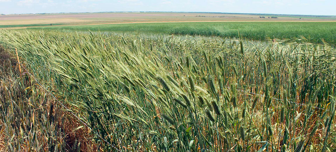 Пшеничное поле в Ставропольском крае