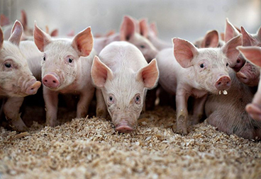 Ежегодно в центре производят больше 80 тысяч свиней
