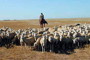 Животноводство в Туркменистане
