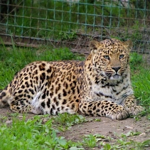 Завод ПСМ опекает леопарда и ушастого ежа