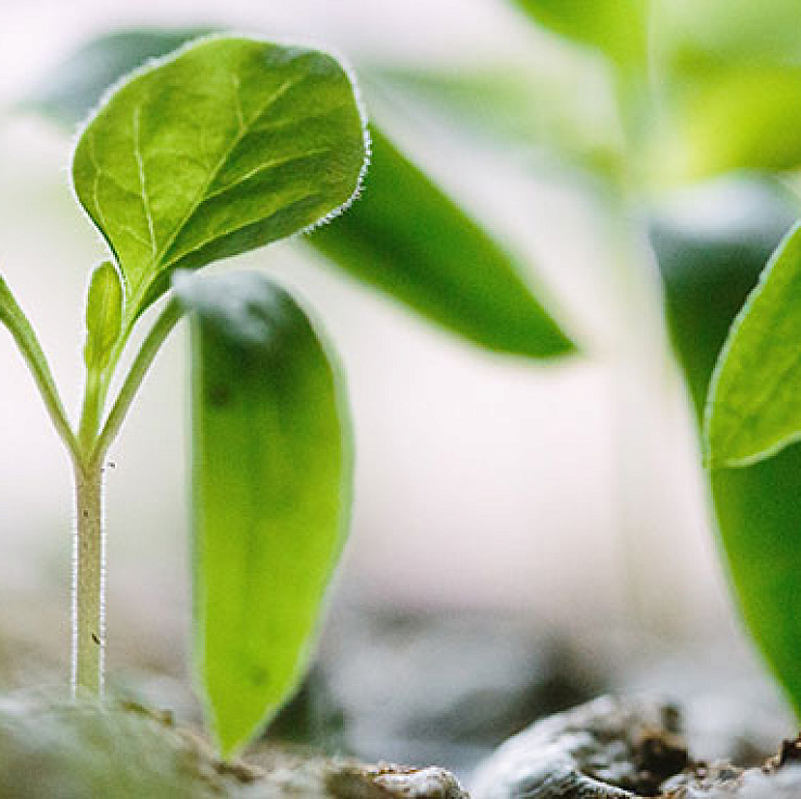 Фото статьи