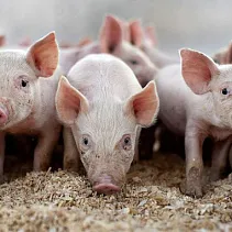 Бережем пятачки