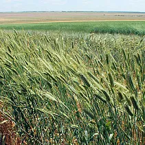 Больше зелени